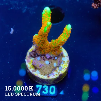 Montipora 'Forest Fire'