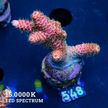 Acropora Millepora 'Pink'