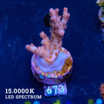 Acropora 'Confetti'