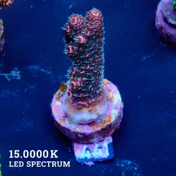 Acropora Millepora 'Pink'