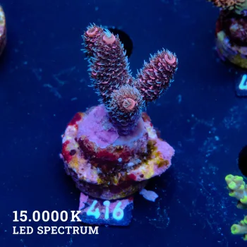 Acropora Millepora 'Pink'