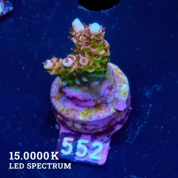 Acropora Hyacinthus 'Ultra'