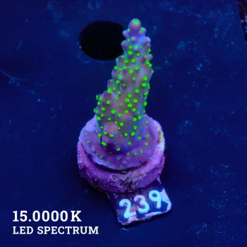 Acropora 'Triclor'