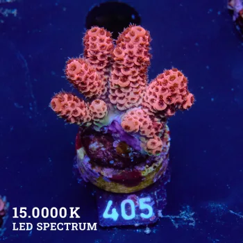 Acropora Millepora 'Pink'
