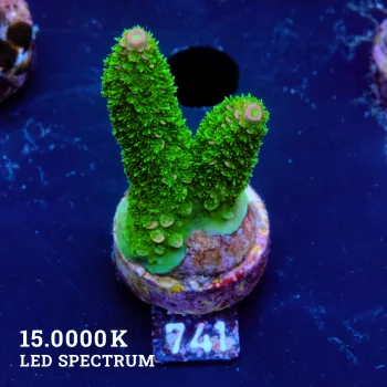 TK Tropica Blaze