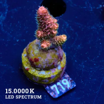 Acropora Millepora 'Pink'