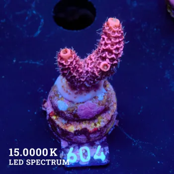 Acropora Millepora 'Pink'