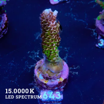 Acropora Hyacinthus 'Ultra'
