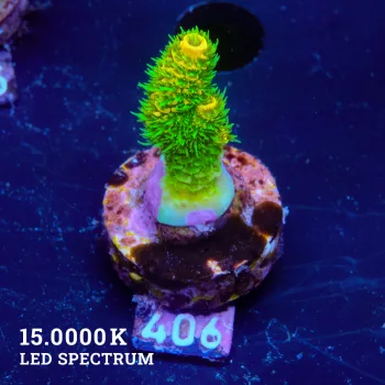 Acropora Millepora 'Sunset'