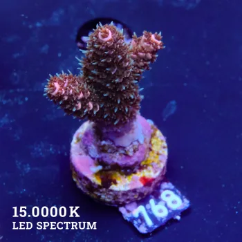 Acropora Abroholensis