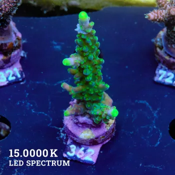 Acropora 'The Joker'