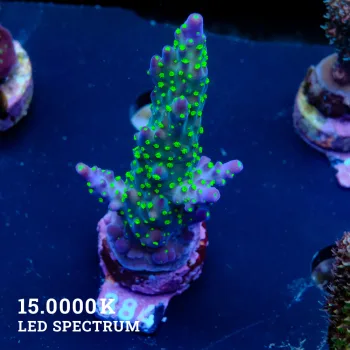 Acropora 'Tricolor'