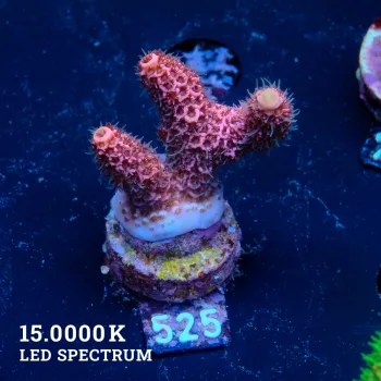Acropora Millepora 'Pink'