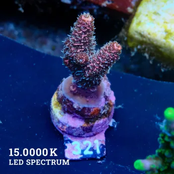 Acropora Millepora 'Pink'