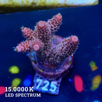 Acropora Millepora 'Purple'
