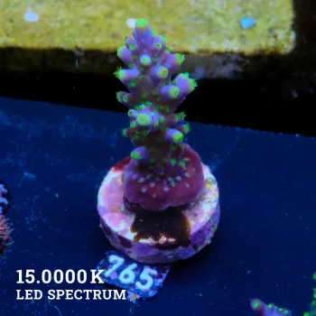 Acropora Valida