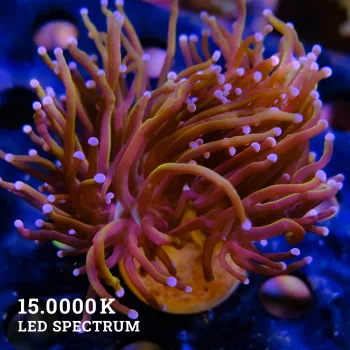 Euphyllia Glabrescens