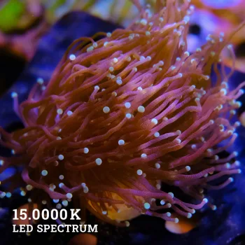 Euphyllia Glabrescens
