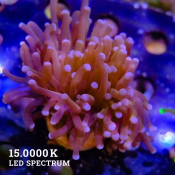 Euphyllia Glabrescens