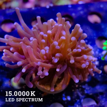 Euphyllia Glabrescens