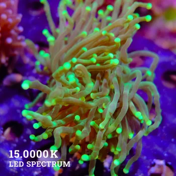 Euphyllia Glabrescens