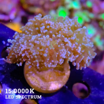 Fimbriaphyllia