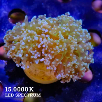 Fimbriaphyllia