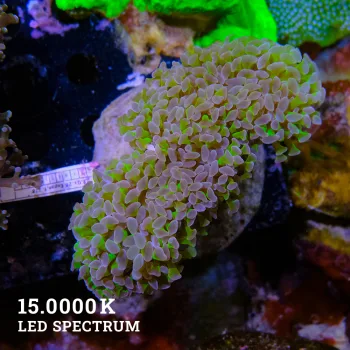 Fimbriaphyllia