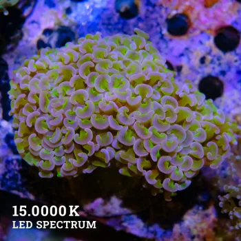 Fimbriaphyllia
