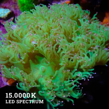 Catalaphyllia Indo